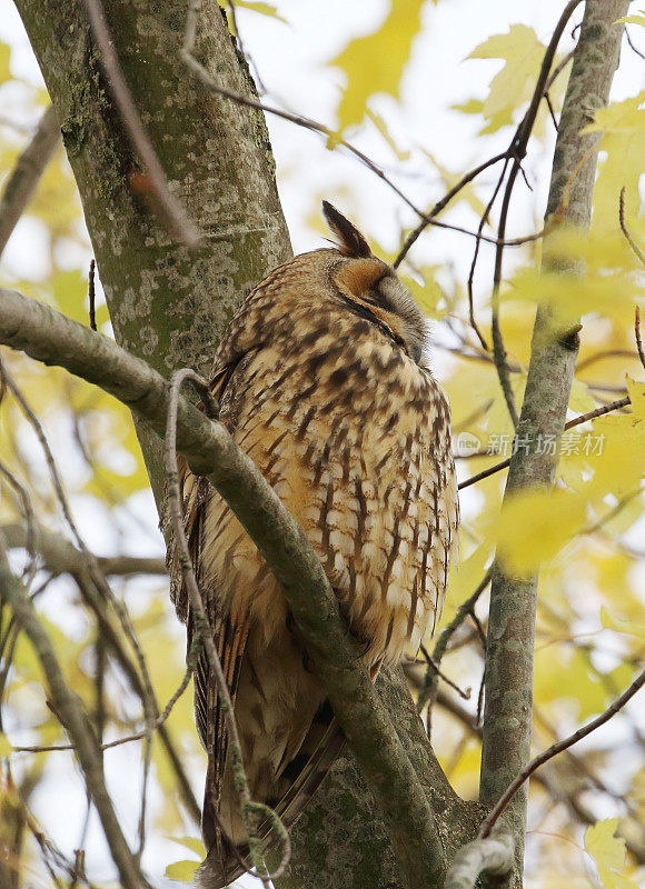 秋季长耳猫头鹰(Asio otus)